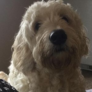 Meet your Posher, Judy